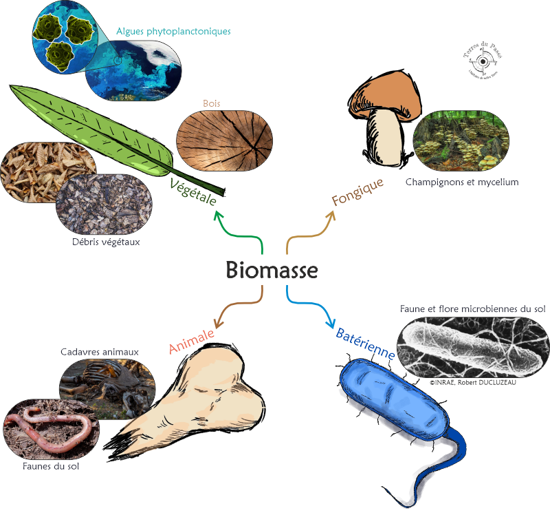 La biomasse se compose de végétaux, d'animaux, de champignon et de bactéries proliférant dans les sols.