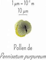 Pollen de Pennisetum purpureum