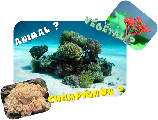corail : animal ? végétal ? champignon ?