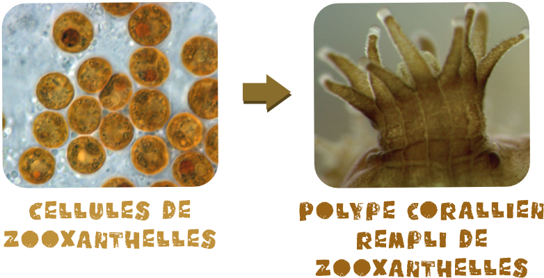 les polypes et les coraux héberges des zooxanthelles