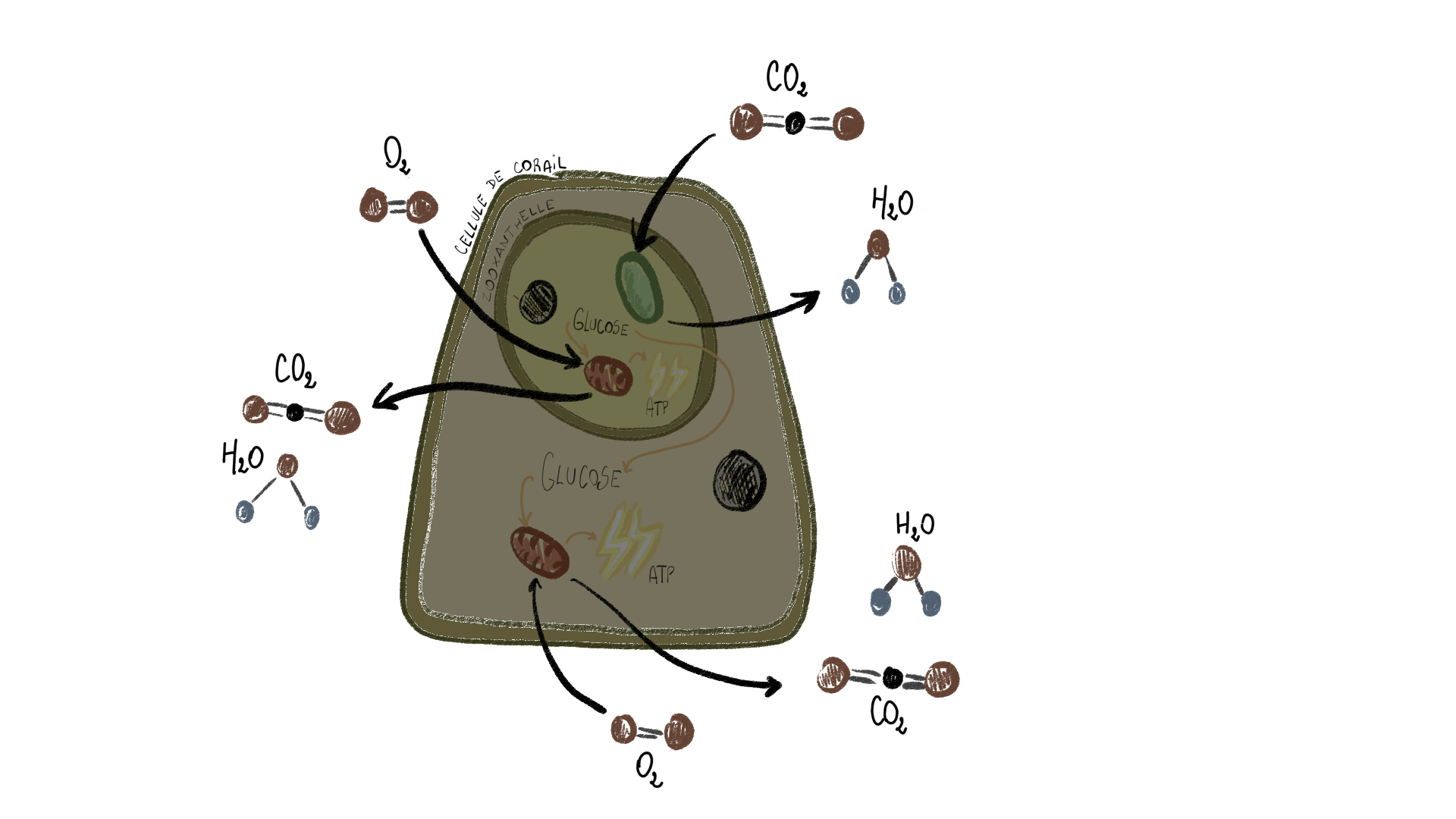 La symbiose