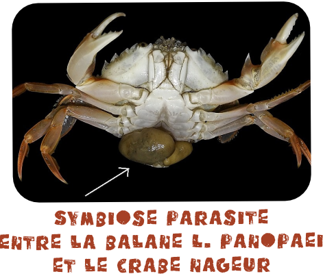 symbiose parasite crabe - balane