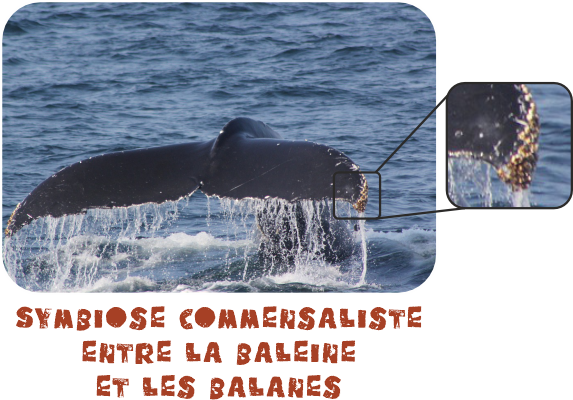 symbiose commensaliste baleine balane