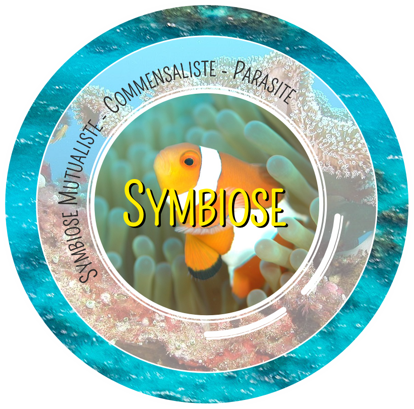 Symbiose