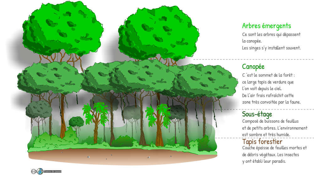 Les 4 étages de végétation tropicale - arbres émergents, canopée, sous-étage, tapis forestier