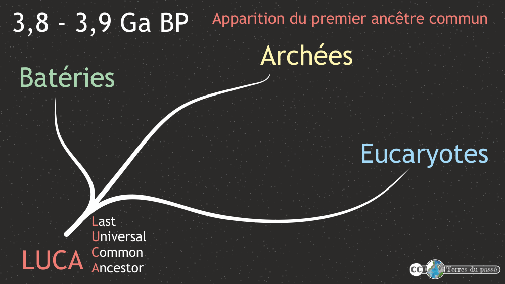 Apparition du plus ancien ancêtre commun, LUCA, 3,8 milliards d'années avant aujourd'hui