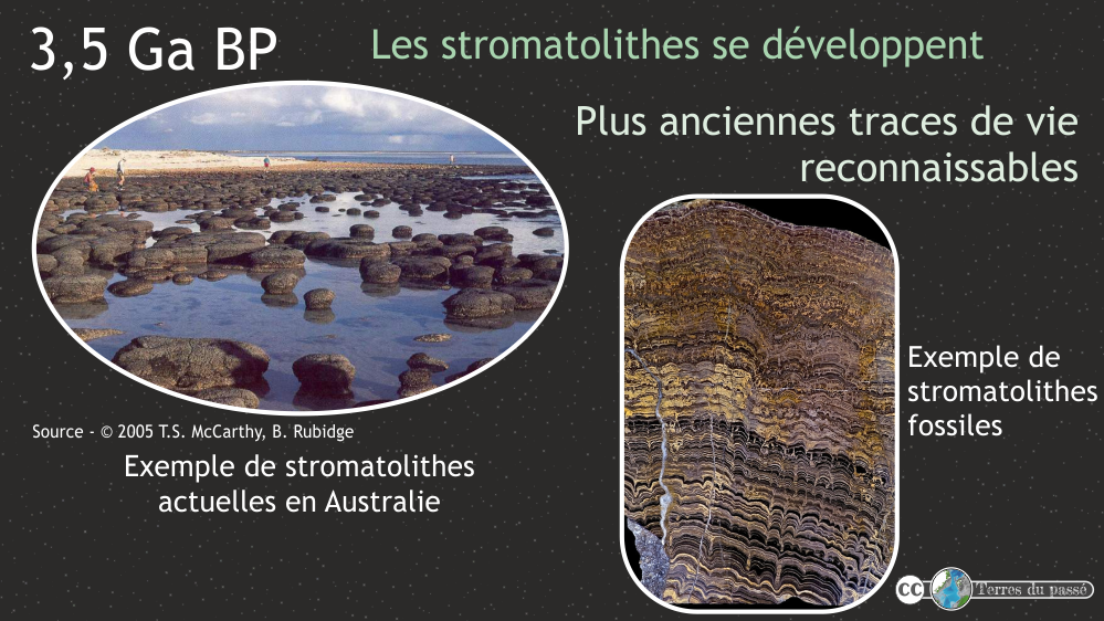 stromatolithes, formes de vie anciennes retrouvées dans les roches de 3,5 milliards d'années