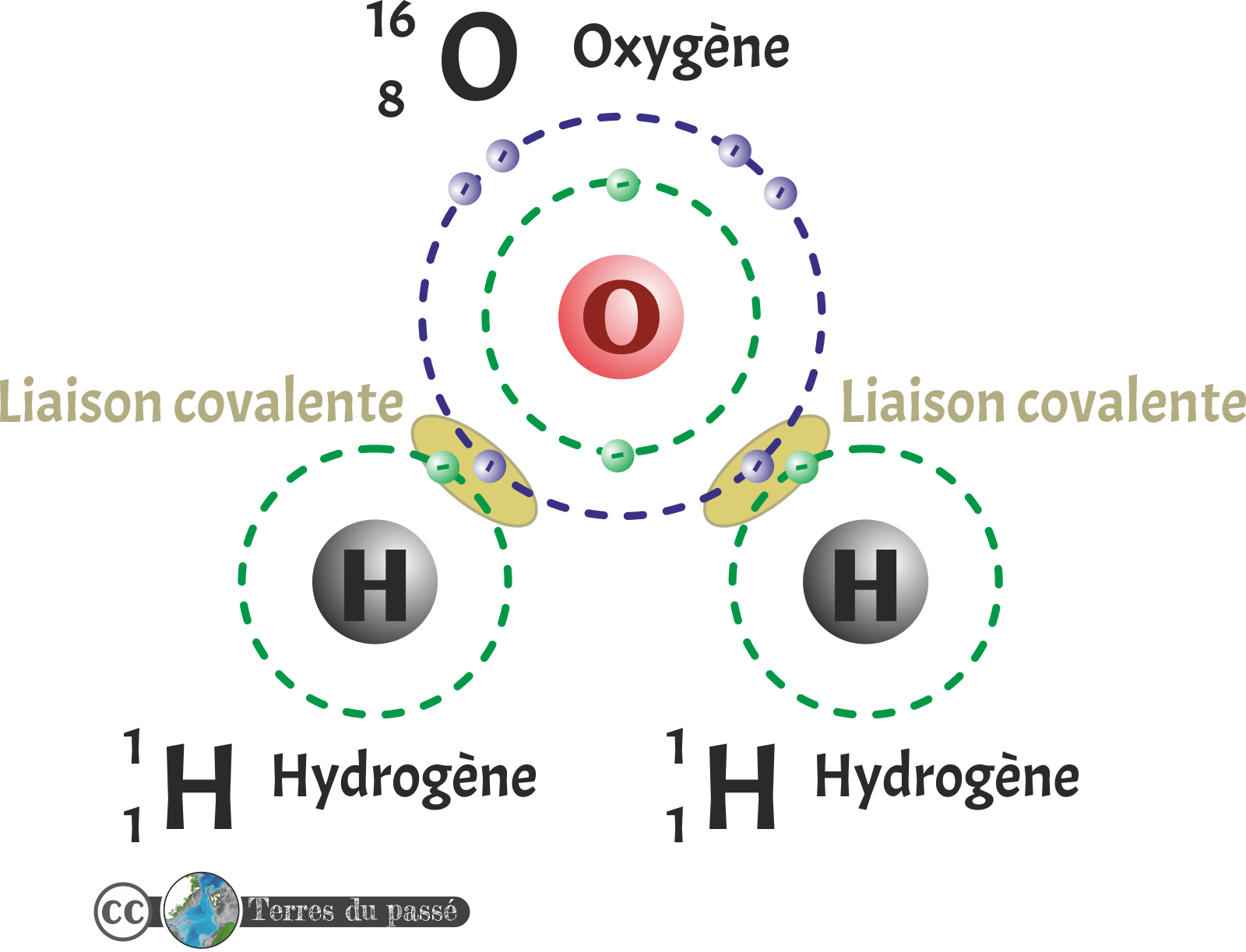 Molécule d'eau avec les liaisons covalentes