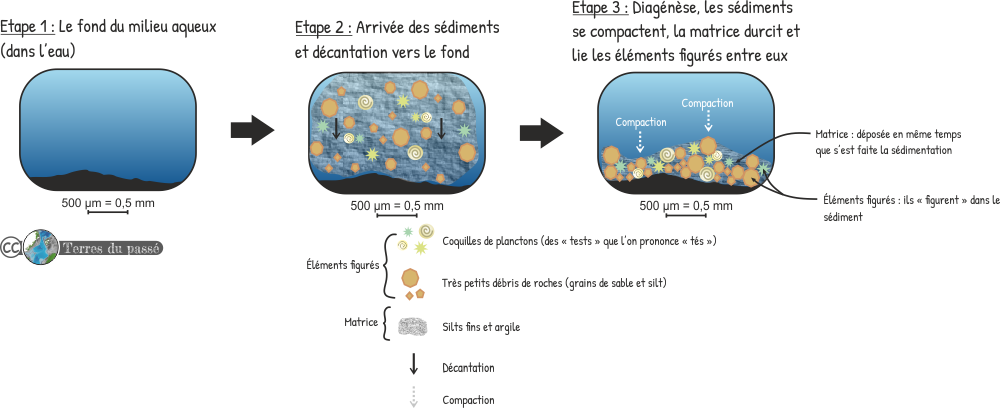 Sédimentation et matrice sédimentaire