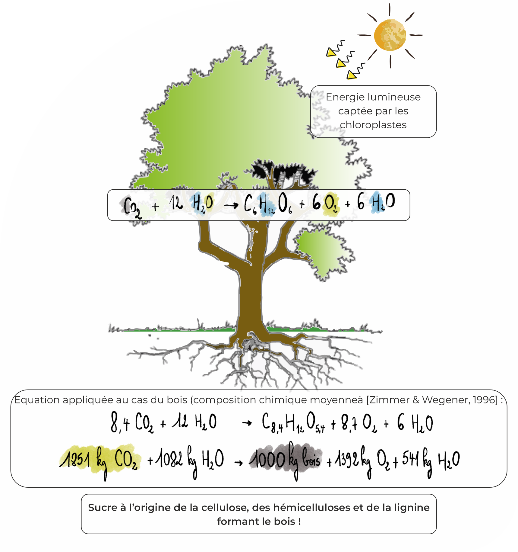 Photosynthèse et arbre