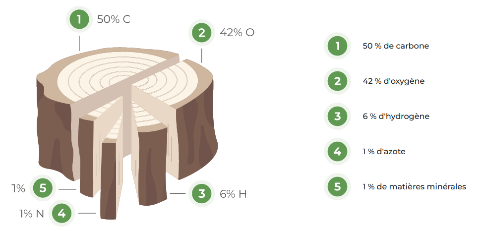 composition chimique du bois